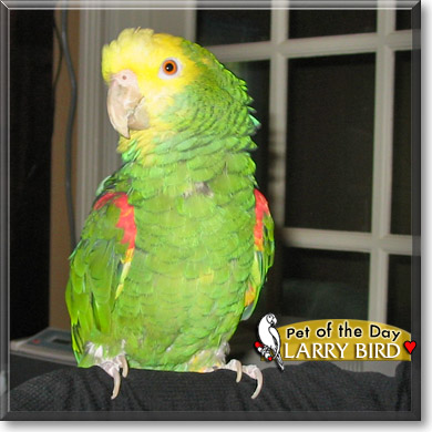 Larry Bird, the Pet of the Day