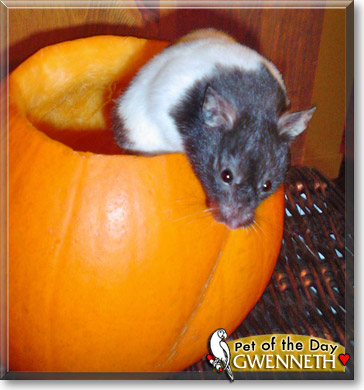 Gwenneth, the Pet of the Day