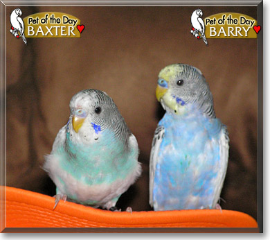 Baxter and Barry, the Pet of the Day