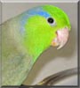 Pippin