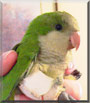Lamar