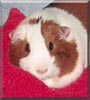 Piggy