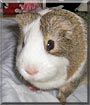 Wilbur