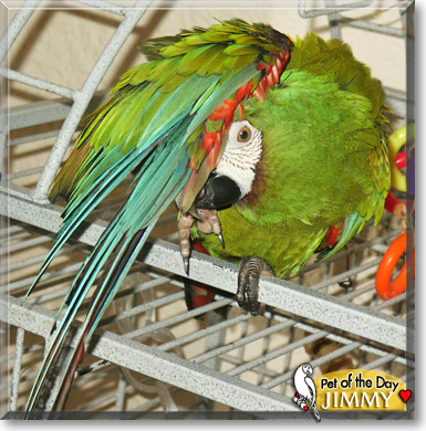 Jimmy, the Pet of the Day