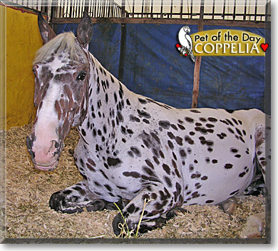 Coppelia, the Pet of the Day