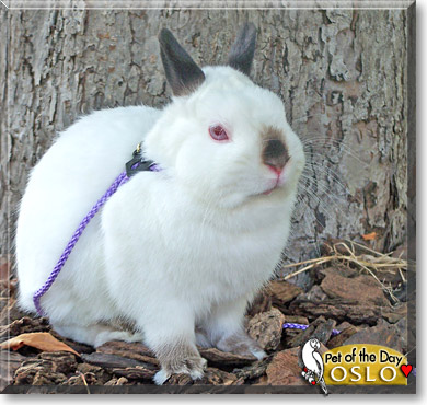 Oslo, the Pet of the Day