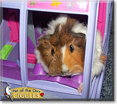 Giggles, the Pet of the Day
