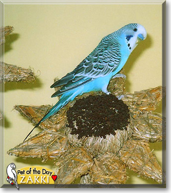 Zakki, the Pet of the Day