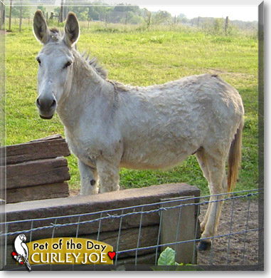 Curley Joe, the Pet of the Day