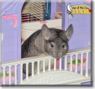 Sky, the Pet of the Day