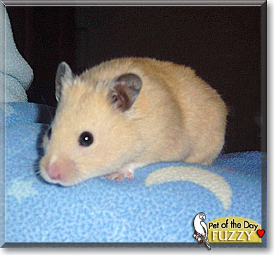 Fuzzy, the Pet of the Day