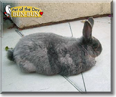 Bun-Bun, the Pet of the Day