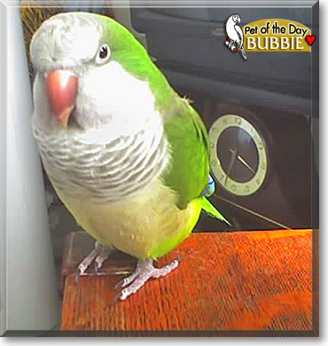Bubba Louie, the Pet of the Day