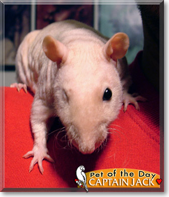 Captain Jack, the Pet of the Day