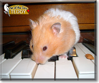 Teddy, the Pet of the Day
