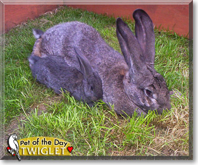Twiglet, the Pet of the Day