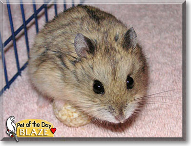 Blaze, the Pet of the Day