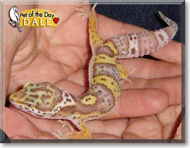 Dale, the Pet of the Day