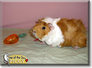 Piggy, the Pet of the Day