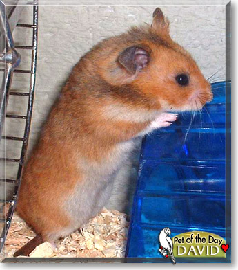 David, the Pet of the Day