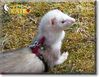 Kaie, the Pet of the Day Kaie, the Pet of the Day