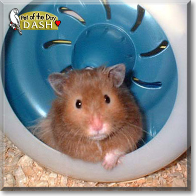 Dash, the Pet of the Day