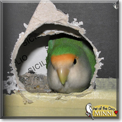Minni, the Pet of the Day