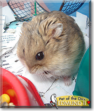 Edmund II, the Pet of the Day
