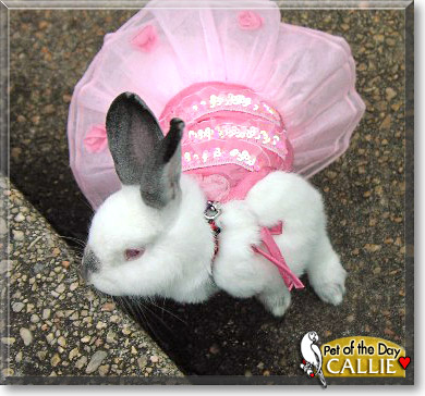 Callie, the Pet of the Day