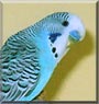 Zakki