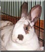 Pongo