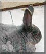 Bun Bun