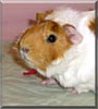 Piggy