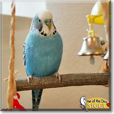 Sigge, the Pet of the Day