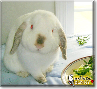 Benny, the Pet of the Day
