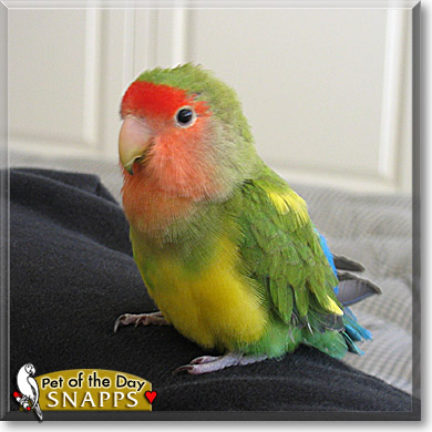 Snapps, the Pet of the Day