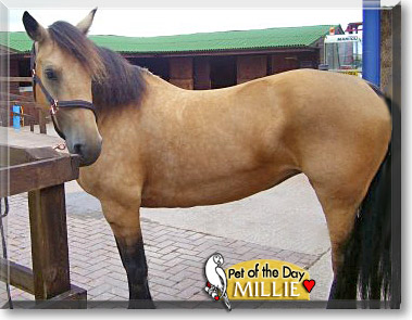 Millie, the Pet of the Day