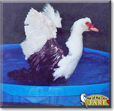 Jake, the Pet of the Day Jake, the Pet of the Day