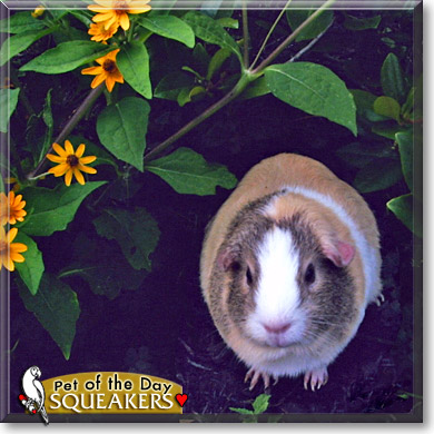 Squeakers, the Pet of the Day