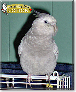 Cotton, the Pet of the Day
