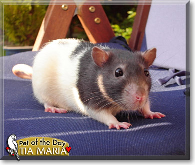 Tia Maria, the Pet of the Day