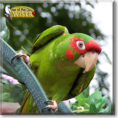 Wiser, the Pet of the Day