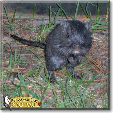 Roo Paul, the Pet of the Day