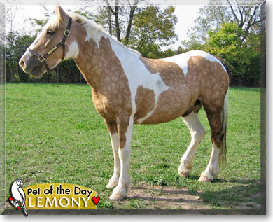 Lemony, the Pet of the Day