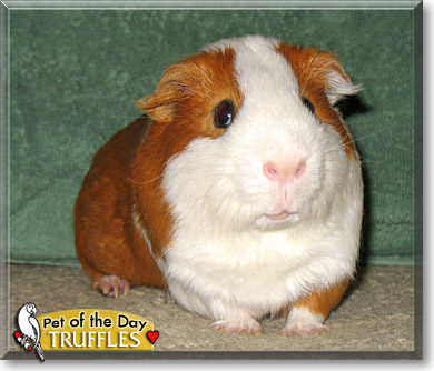 Truffles, the Pet of the Day