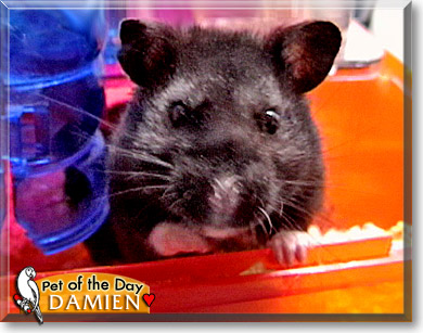 Damien, the Pet of the Day