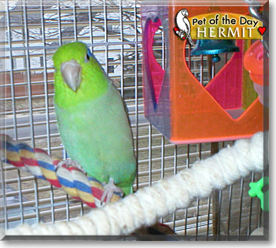 Hermit, the Pet of the Day Hermit, the Pet of the Day