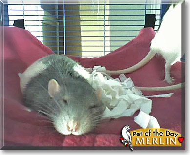 Merlin, the Pet of the Day
