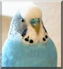 Sigge