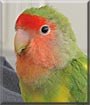 Snapps